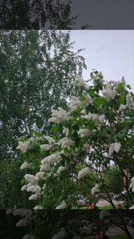 Белая сирень.