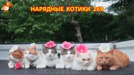 Нарядные Котики расслабляются на солнышке 🌞 🐈🐈🐈 (269)
