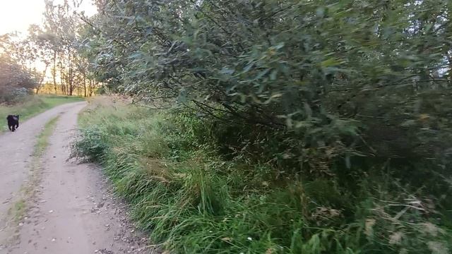 Куда делась дичь🤔