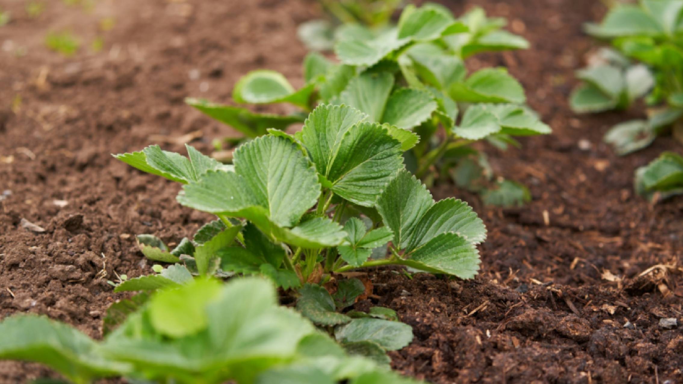 Лучшая подкормка клубники в августе. Как и чем подкормить кусты?