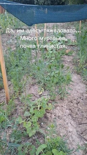 Туго растет всё из-за почвы 🤨