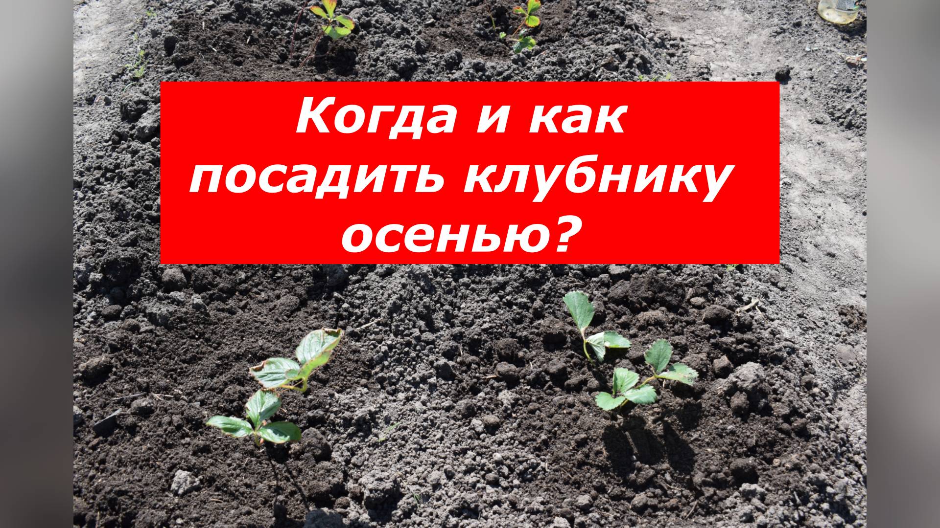 Осенняя посадка клубники