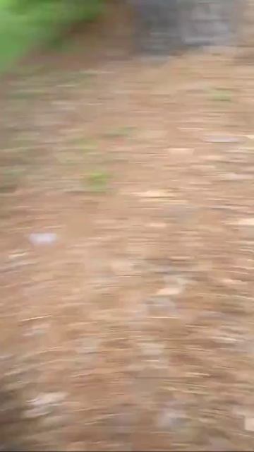 А где птичка 🐦