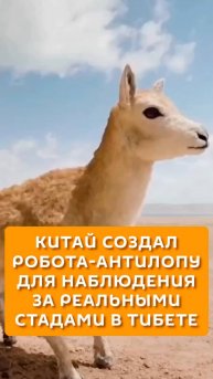 Китай создал робота-антилопу для наблюдения за реальными стадами в Тибете