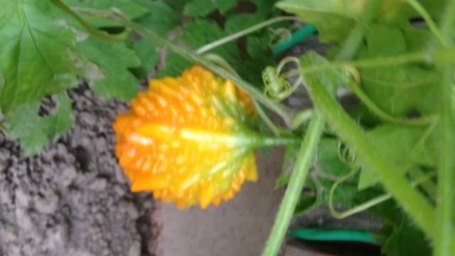 Китайский огурец из Подмосковного огорода.     №09 (4)