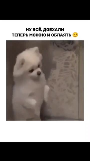 Можно и облаить 🤣