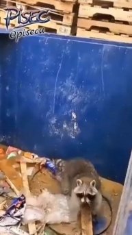 🦝 Они эволюционируют