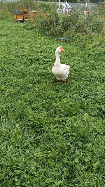 Гуси на пасеке #пчела #пчелосемья #пасека #мед #мёд #матка #улей #деревня #природа #bee