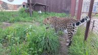 Леопарды любят нападать со спины!