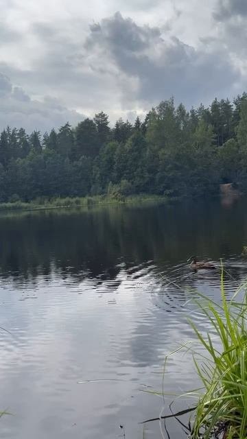 Озеро Светлое Ленинградская область