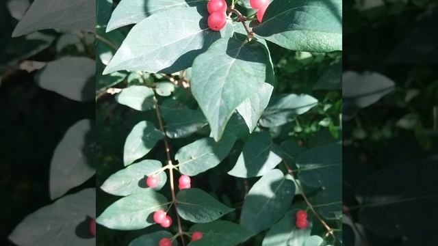 лето 25 года