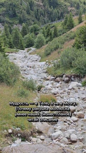 Мудрость — в Теле, а не в Мозгу.
(Почему ракушка моллюска умнее наших бизнес-планов)