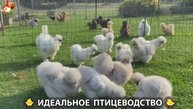 Идеальное птицеводство достойно восхищения 🐓🦆🦢🦚🦃🐔 эпизод (308)