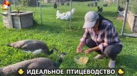 Идеальное птицеводство достойно восхищения 🐓🦆🦢🦚🦃🐔 эпизод (309)