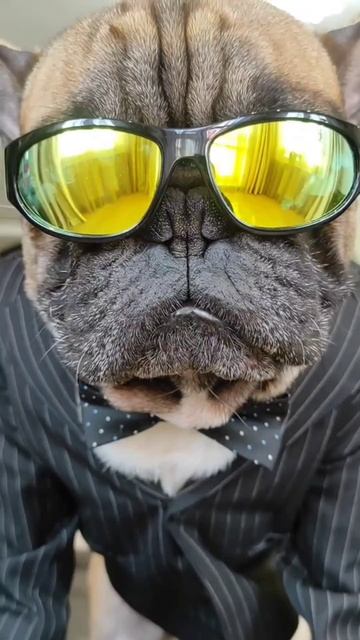 Харизма директора #французскийбульдог ##собака #бульдоги #собакиприколы #одеждадлясобак