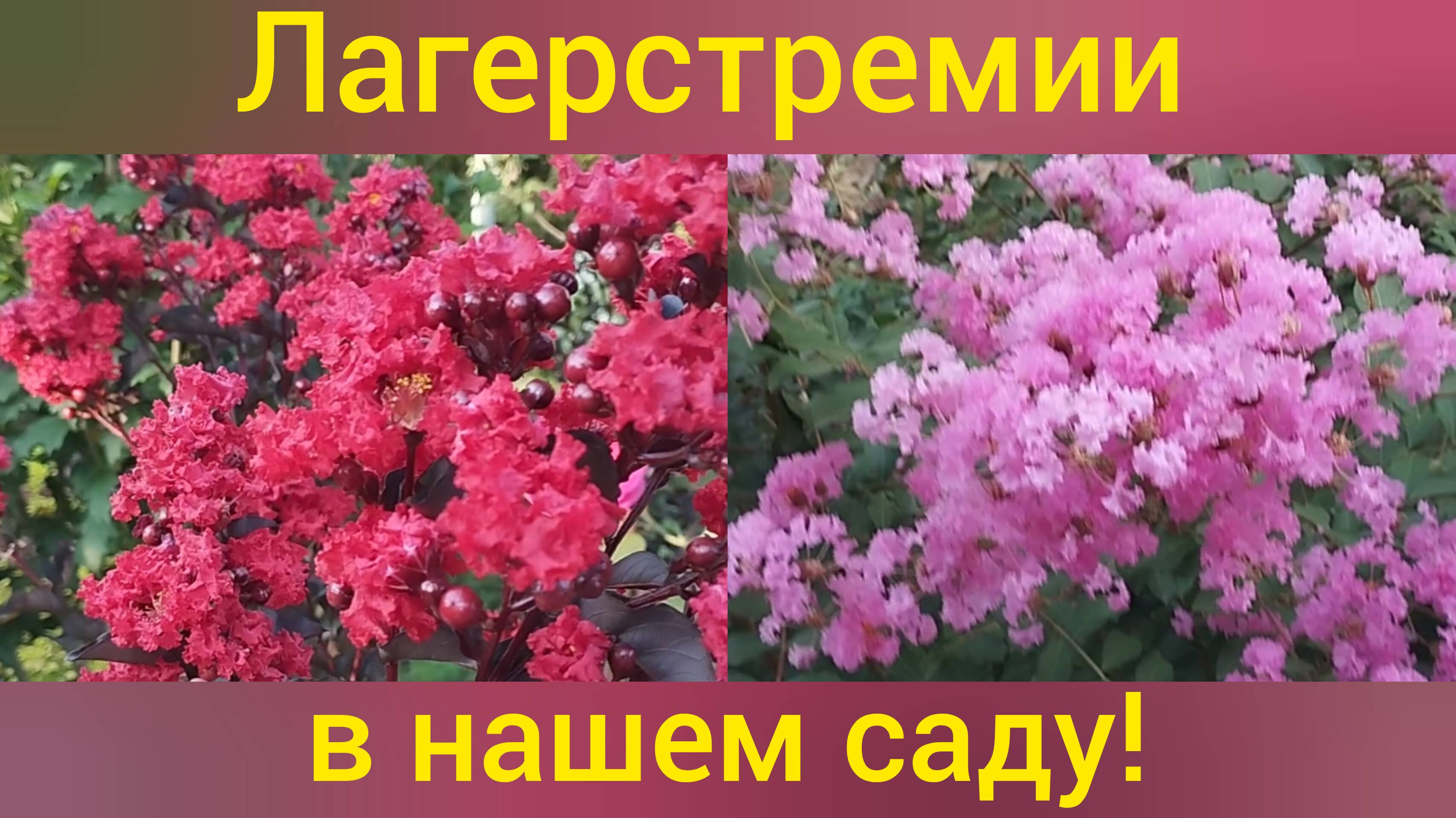 Переехали в Адыгею/Наши цветущие лагерстремии/Прогулка по саду 12 августа/Сибиряки на юге/