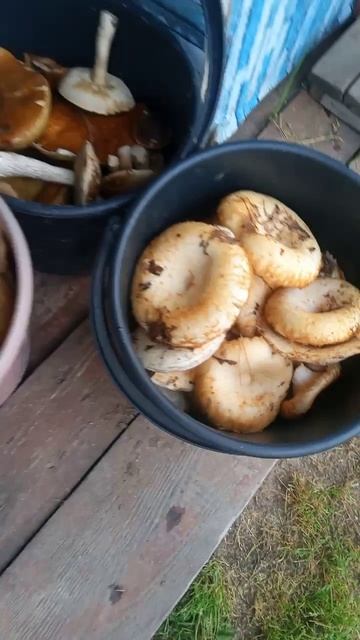 Собрали грибов немного