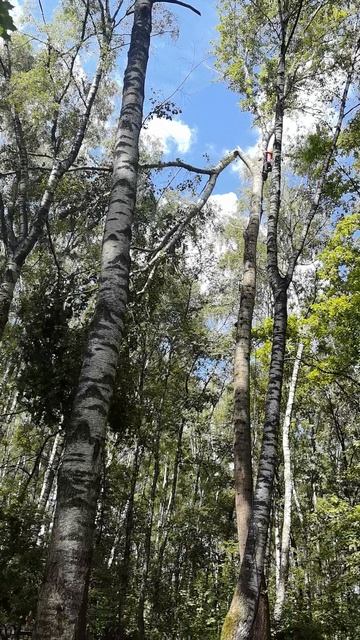 VID_20250728_122906.mp4