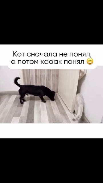 Ну собака 🤣