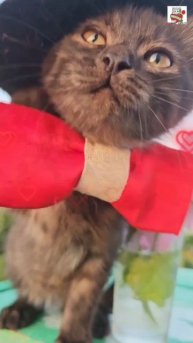 Я Буду Любить Тебя Всегда 💐💓🐈⬛
