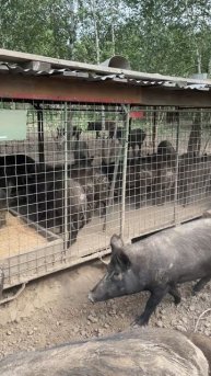 Охота на Кабана