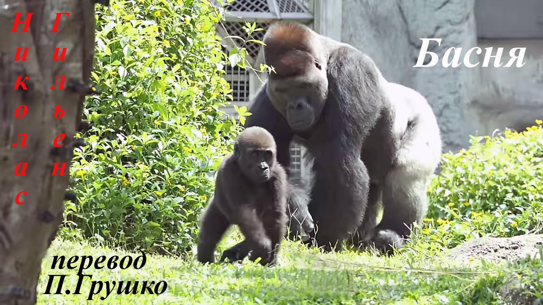 Басня Николаса Гильена.Инна Карлина Владимир Новоженин