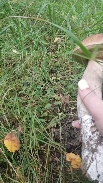 луковый сбор