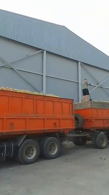 погрузка яблока навалом