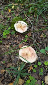 Сыроежка, возможно, буреющая. Пахнет рыбой, а внутри как валуй)