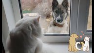Снежок и Дружок