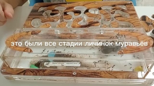ПОКАЗЫВАЮ СВОИХ МУРАВЬЁВ | ВЛОГ | МОЯ ЖИЗНЬ