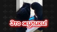 Это жулики! Прикольная озвучка кошек.