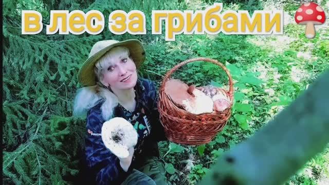 В лес за грибами.