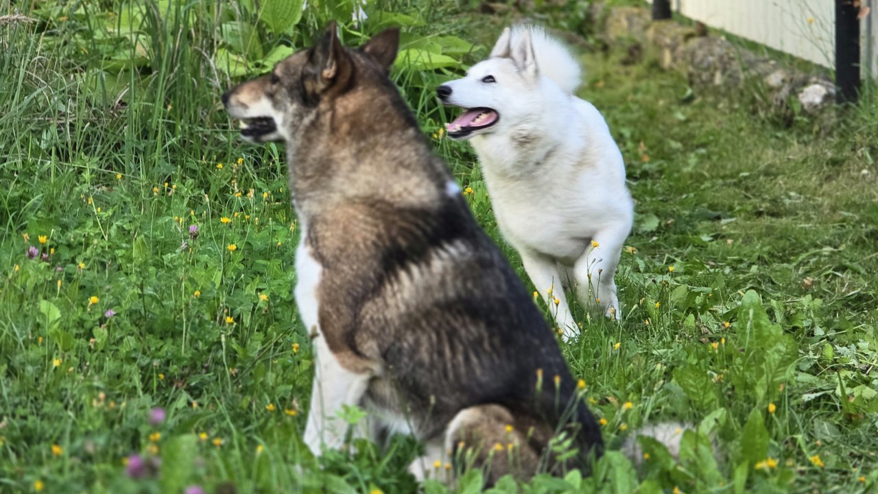 Позвали на крыжовник