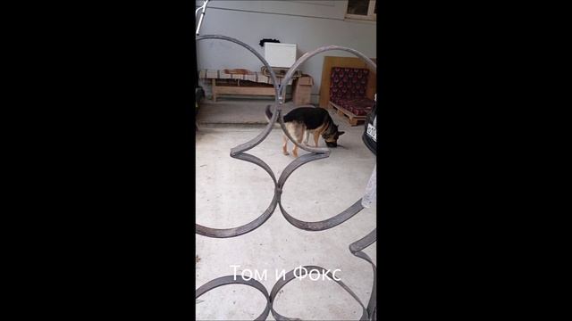 Собака. Кот. Том и Фокс