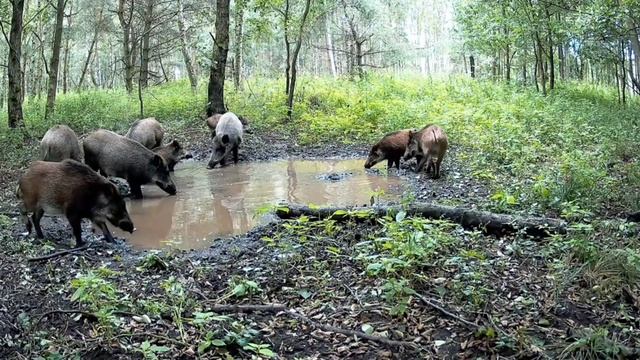 Фото ловушка кабаны
