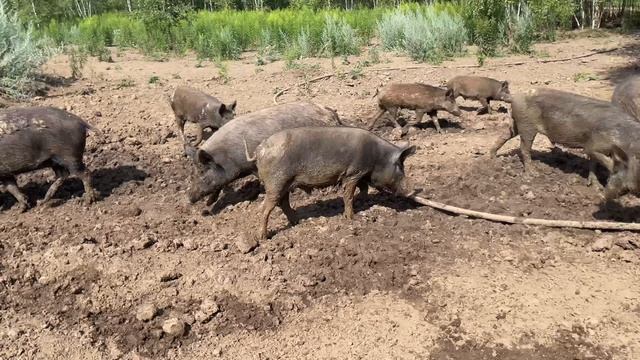 Охота на Кабана