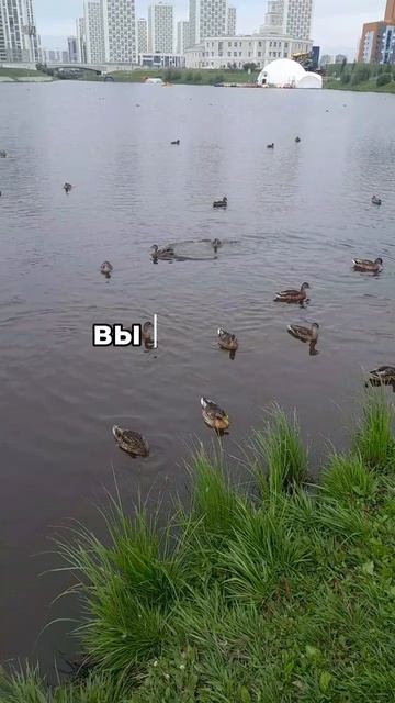 Мечты сбываются, если вы в это верите