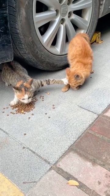 Стоямба 😒 https://t.me/romeobarskiy