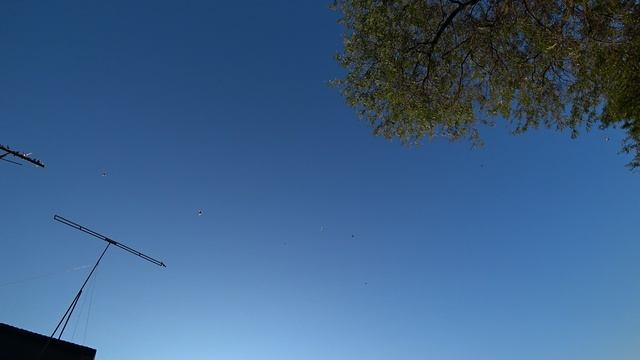 12.08.25 г. Андижанская порода голубей (молодёжь) (2)