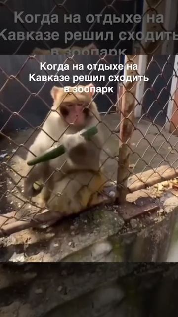 Кавказский зоопарк