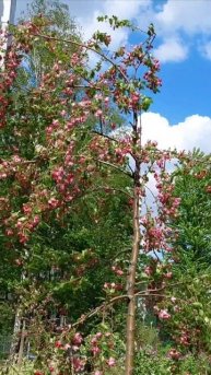 страницы памяти . май 2025