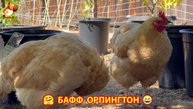 Куры Бафф Орпингтон ласковые золотые несушки❣️🤗😂 (115)