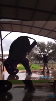 Подмываться нужно тщательно🐘😂