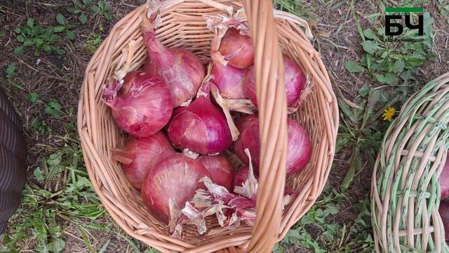 В Черемшане провели фестиваль Луковая долина  2025