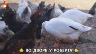 Содержание кур в домашних условиях и других птиц во дворе у Роберта 🐣🐤🦆🐔🪿🦃 (138)
