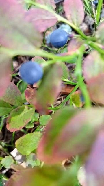 ЗОЖ в Сосновом Бору: собираем чернику и занимаемся фитнессом