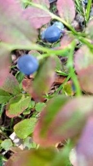 ЗОЖ в Сосновом Бору: собираем чернику и занимаемся фитнессом