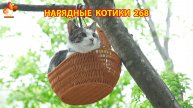Нарядные Котики расслабляются на солнышке 🌞 🐈🐈🐈 (268)