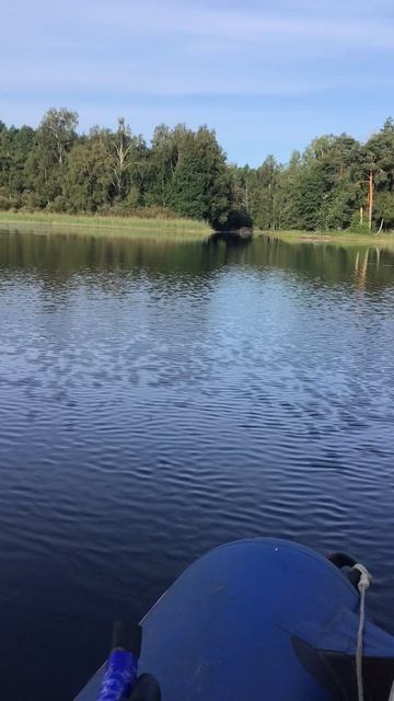 Ленобласть. Река Вуокса. 12.08.2025. Котенок Персик на рыбалке  утята у него в гостях. Эпизод 1